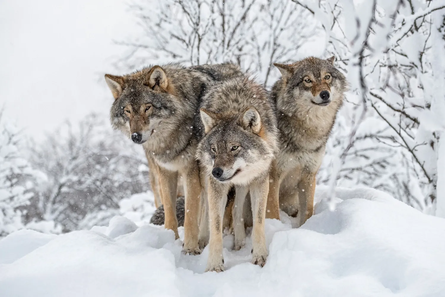 Arctic Route