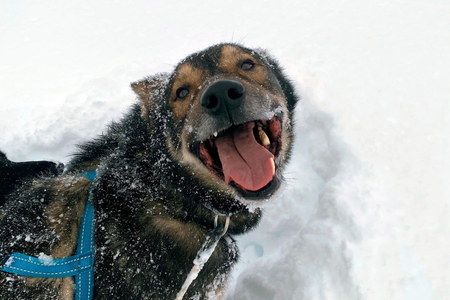 Arctic Kids - Hundekjøring i Skjomen med Bergbjørn Fjellservice