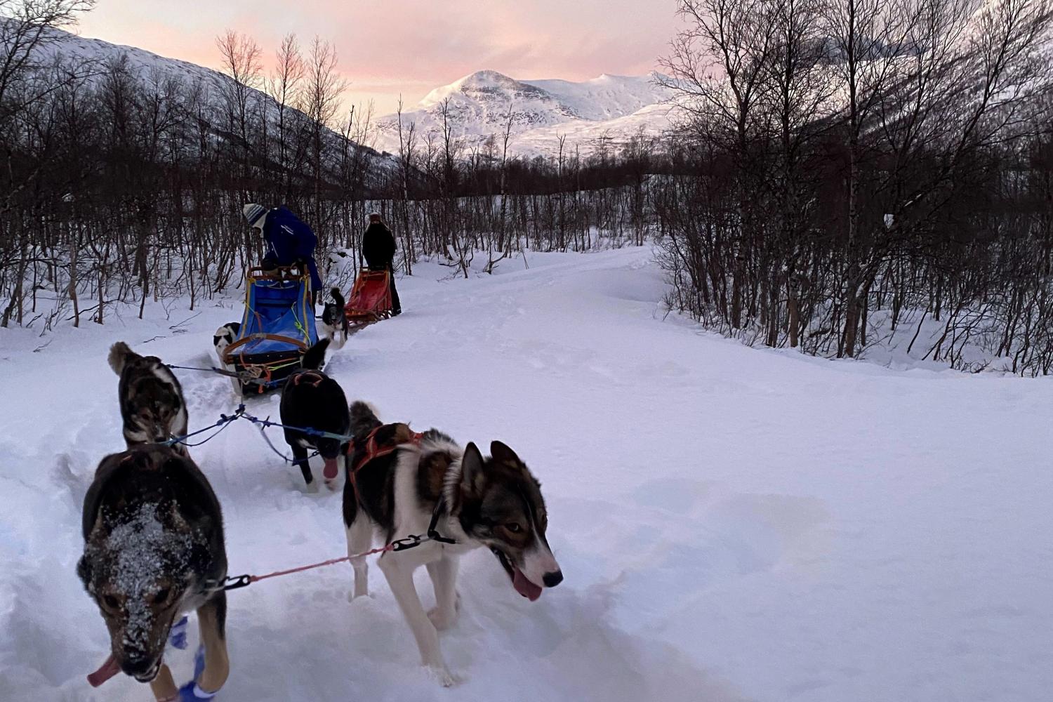 Arctic Kids - Hundekjøring i Skjomen med Bergbjørn Fjellservice