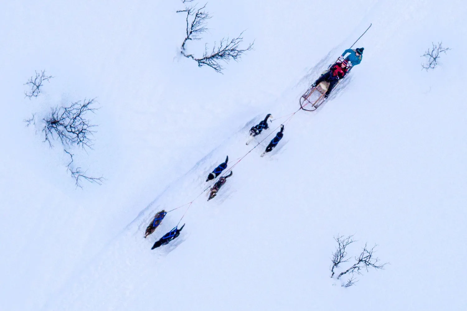 Hundekjøring med nordlysseremoni inkl. transport
