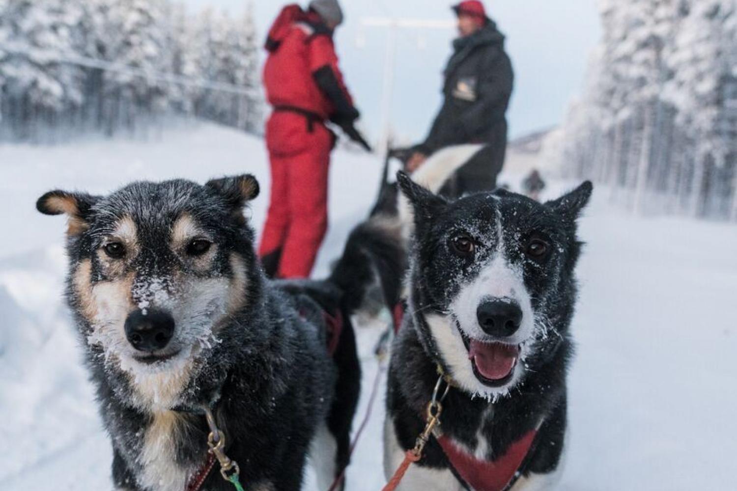 Hundesledekjøring med Aurora Husky med transport fra Tromsø