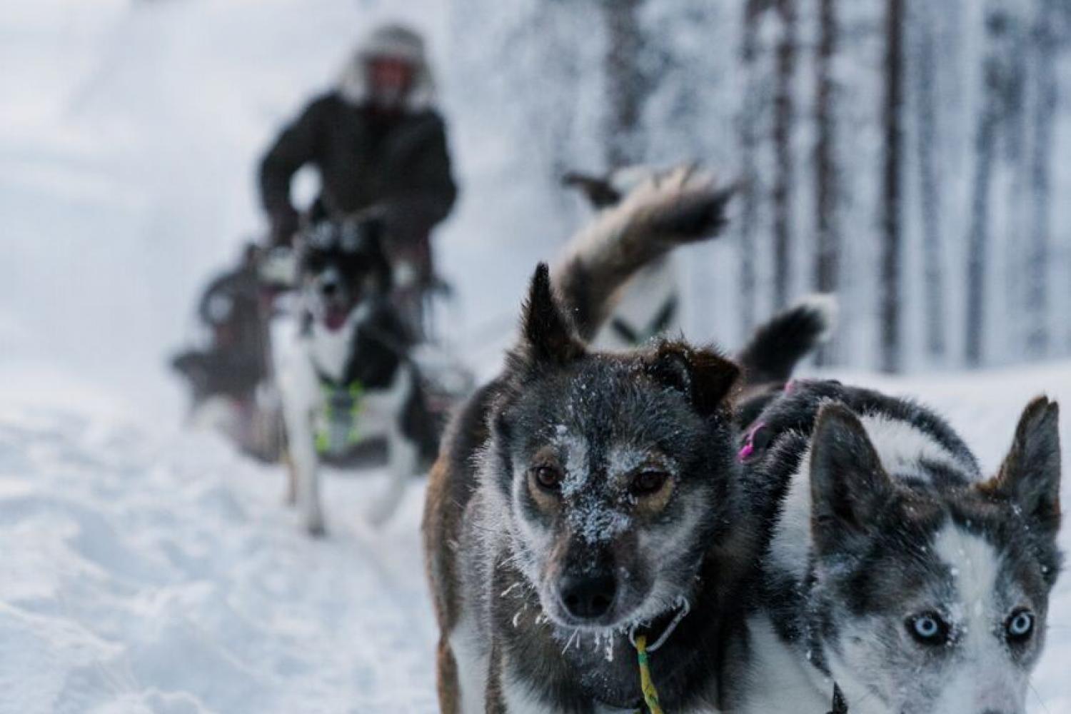 Hundesledekjøring med Aurora Husky med transport fra Tromsø