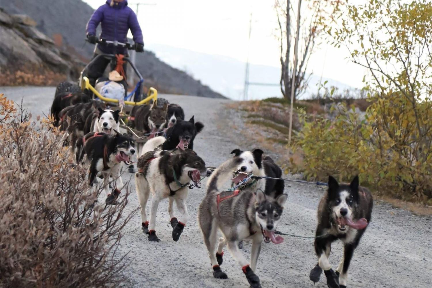 Hundekjøring med vogn m/ Bergbjørn Fjellservice