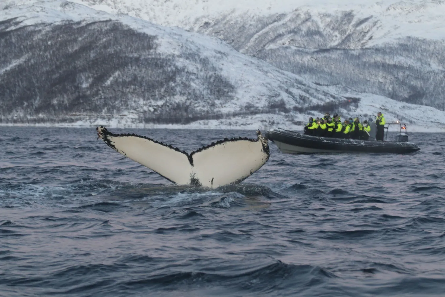 Artic Route Tromsø - Polar Park - Narvik 915