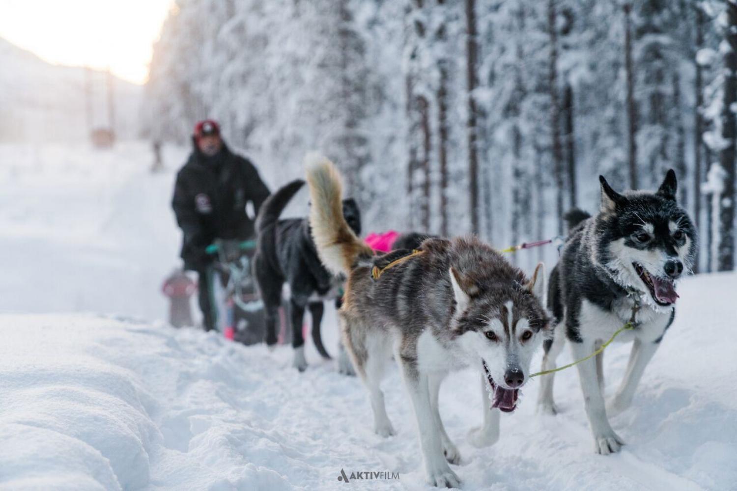 Opplev Bardufoss: Hundekjøring, Polar Park og Bardufoss hotell
