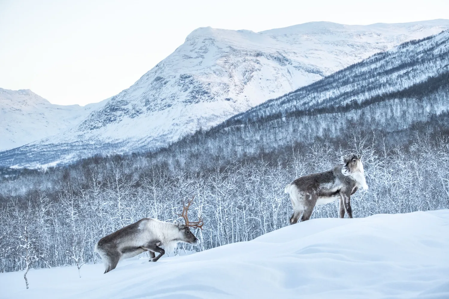 Opplev Bardufoss: Hundekjøring, Polar Park og Bardufoss hotell