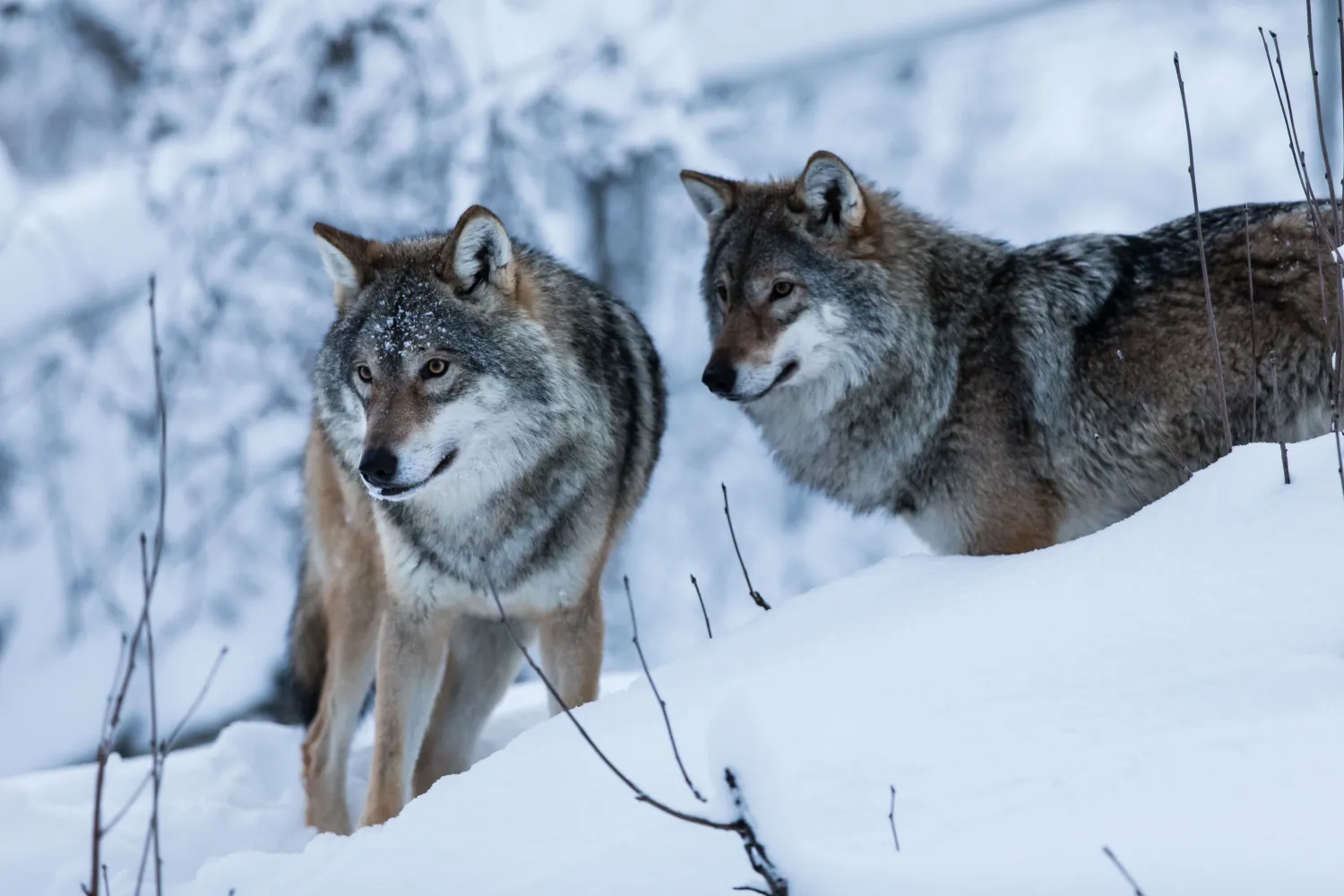 Opplev Bardufoss: Hundekjøring, Polar Park og Bardufoss hotell