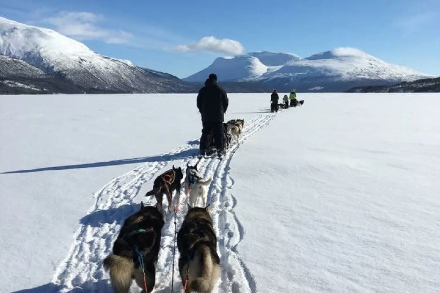 Nordic Exclusive: Hundesledekjøring med Aurora Husky