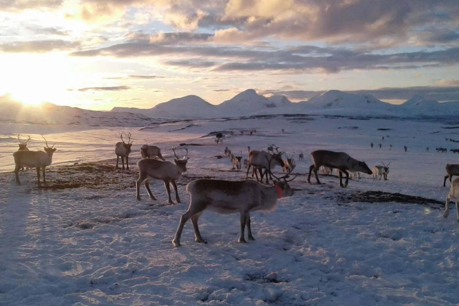 Nordic Exclusive: Den samiske opplevelsen med Aurora Husky