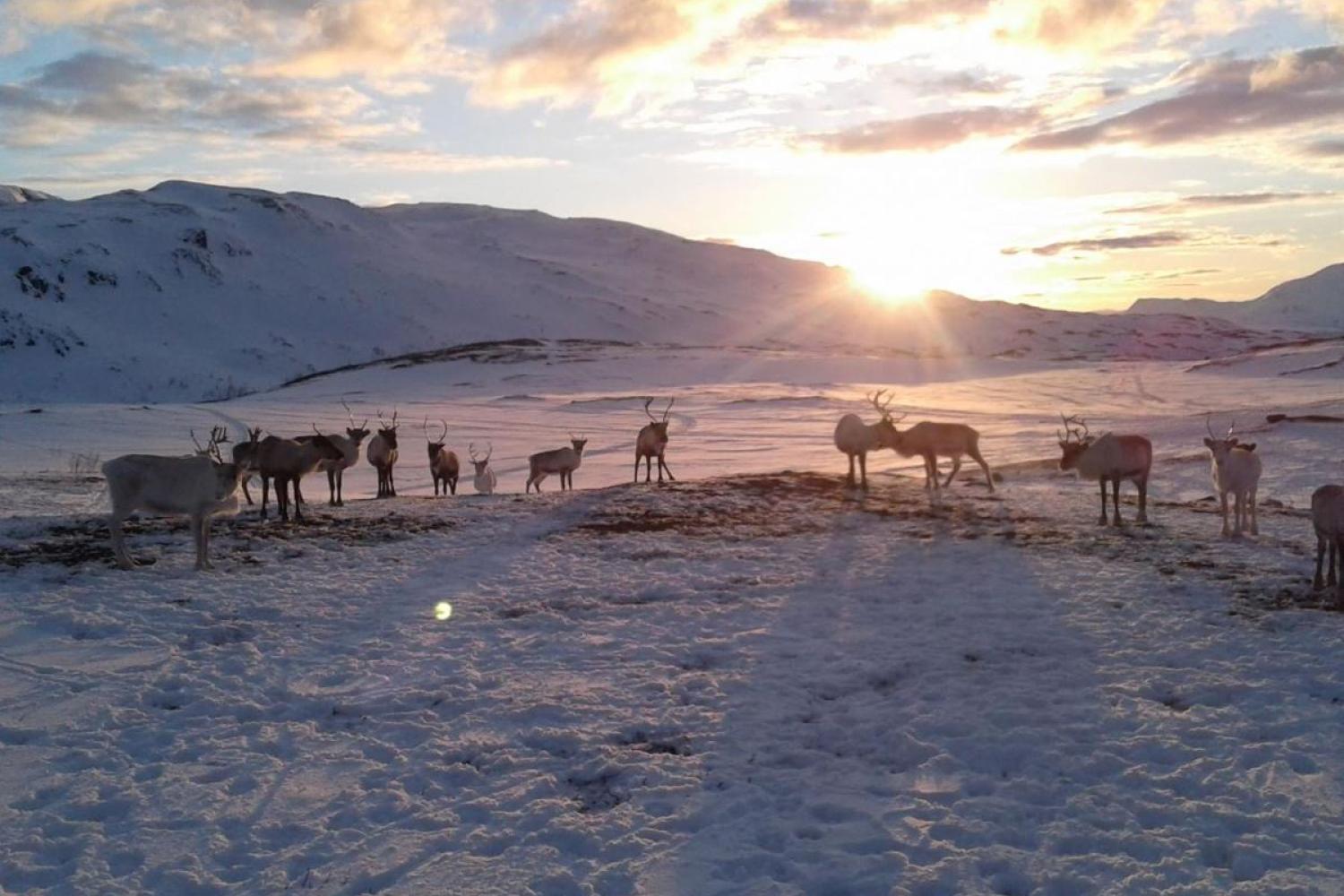 Nordic Exclusive: Den samiske opplevelsen med Aurora Husky