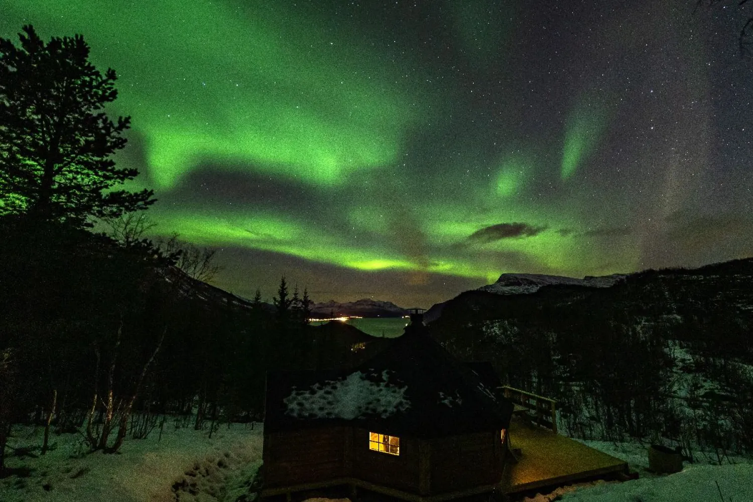 Arktisk skogseventyr på Elvegård