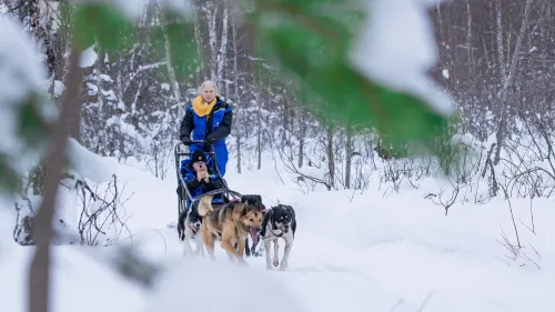 Hundesledekjøring med Aurora Husky inkl. transport fra Tromsø