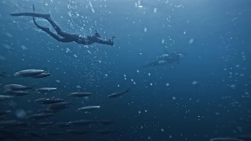 Snorklingsekspedisjon med spekkhoggere og hval med Offtrack Experience