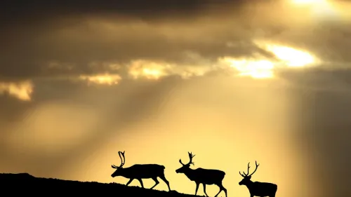 En uforglemmelig foto- og videoreise gjennom arktisk lys og landskap
