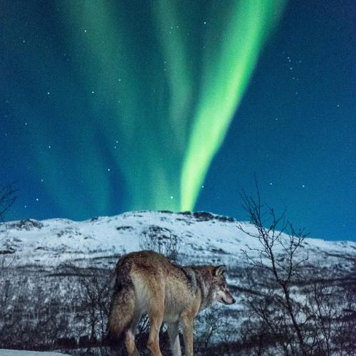 Best Arctic - Howl with the Wolves with chances of Northern Lights