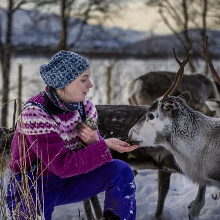 Reindeer Encounter