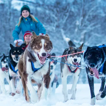 Dogsledding | Visit Narvik