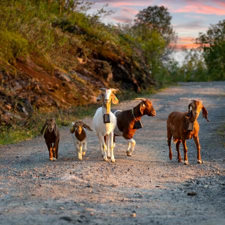 Goats of Narvikfjellet