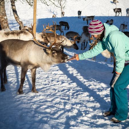Reindeer Narvik
