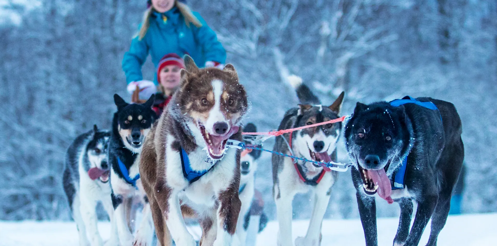 Dogsledding