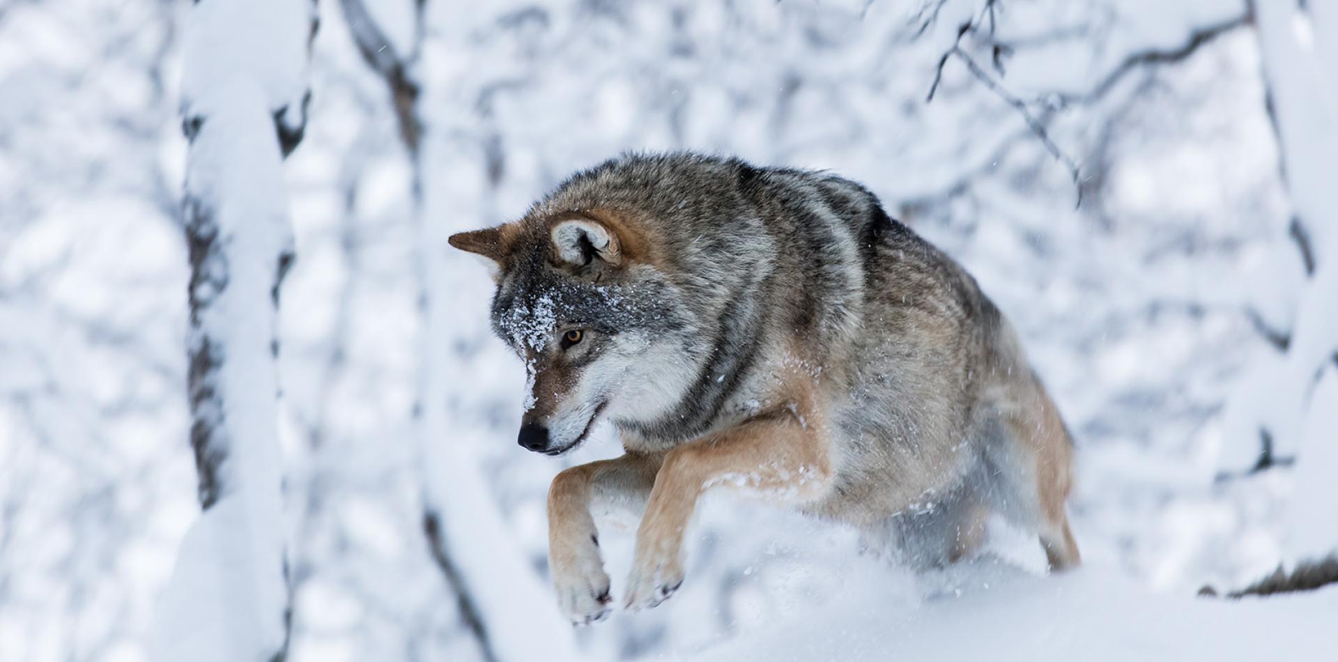 Wolf winter Polar Park