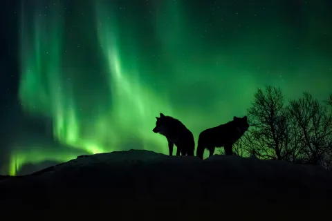 Wolves at Polar Park howl beneath the shimmering Northern Lights.