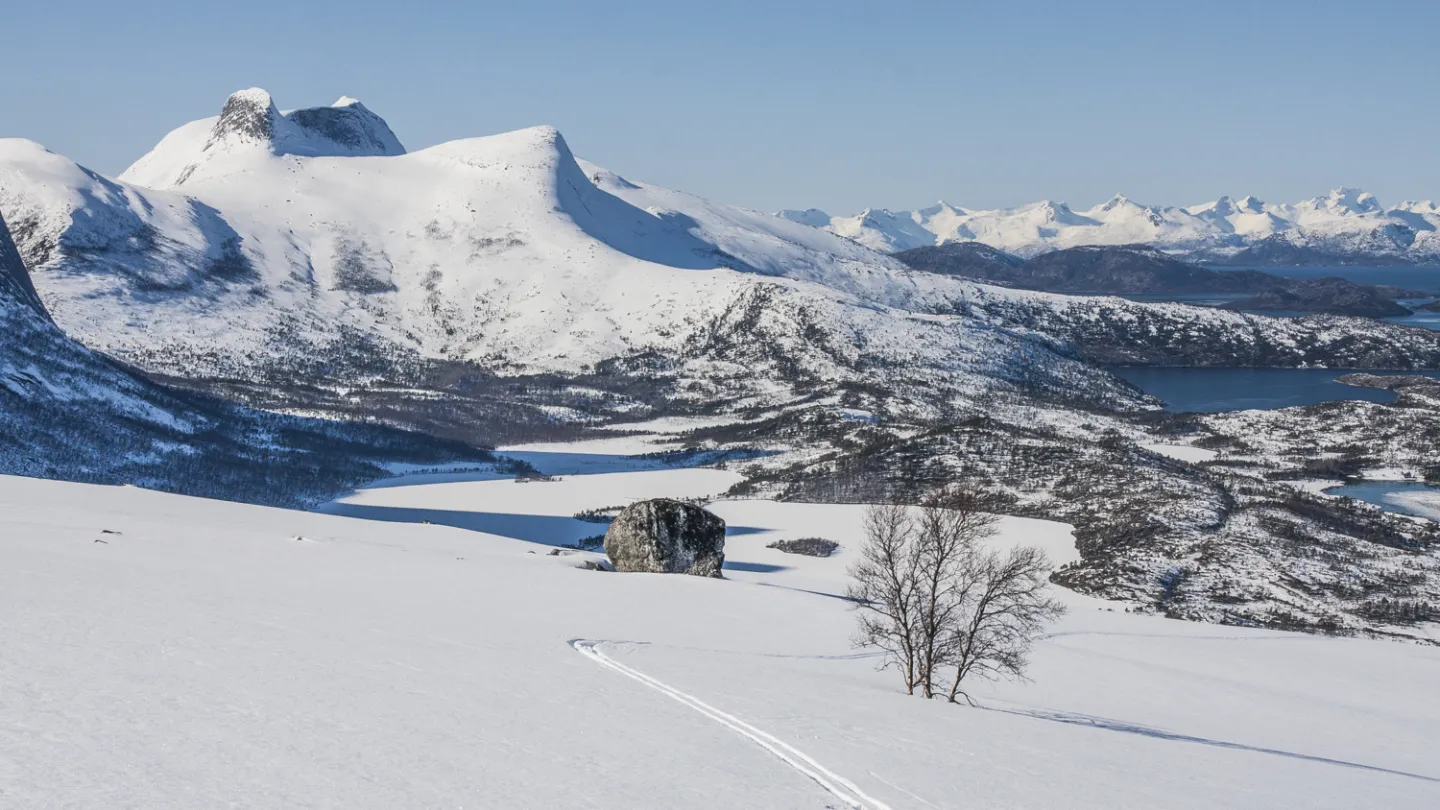 Vidt vinterlandskap med snødekte fjell, frosne vann, en enslig bjørk og spor i urørt snø under klar himmel.