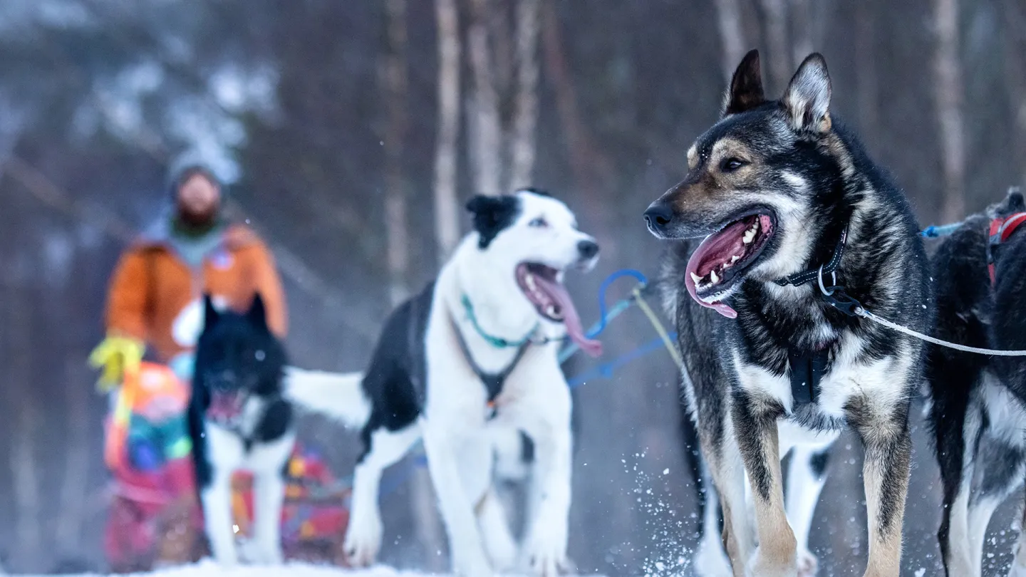 Hundekjøring i Narvikregionen