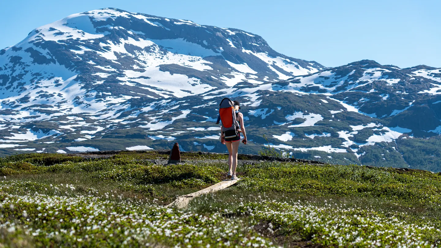 En turgåer med ryggsekk går på en tresti gjennom grønne enger mot snødekte fjell under blå himmel.