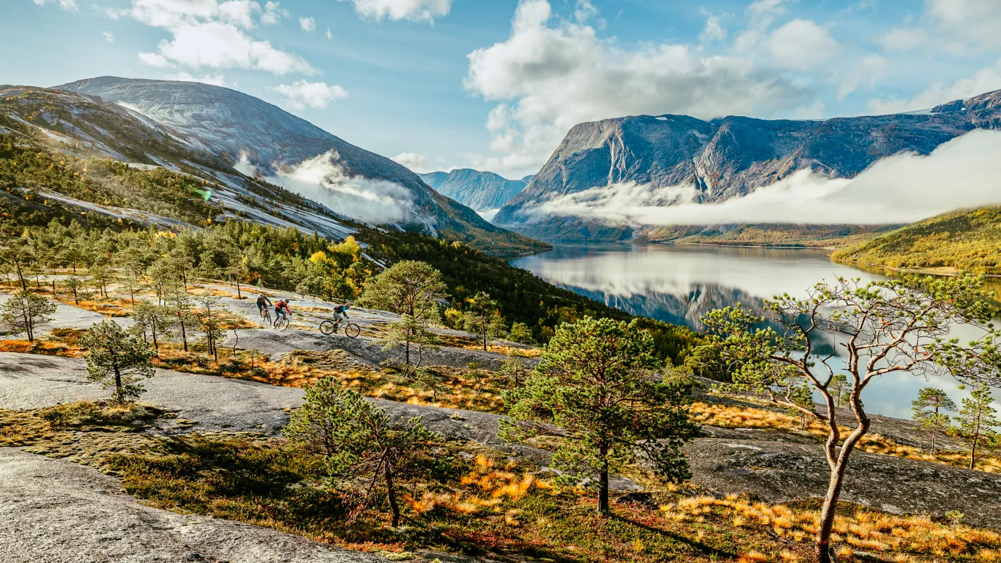 Tre syklister på sti over fjellhei med spredte furutrær, med fjord og høye fjell under skyer i bakgrunnen.