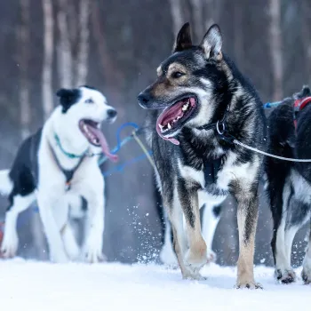 Hundekjøring i Narvikregionen