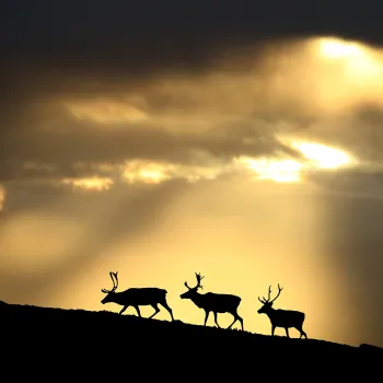 Tre reinsdyr i silhuett går på en mørk åskam mot en gyllen himmel med dramatisk skydekke.