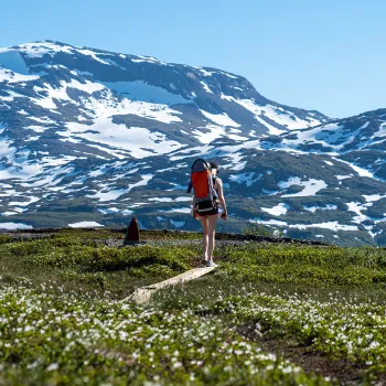 En turgåer med ryggsekk går på en tresti gjennom grønne enger mot snødekte fjell under blå himmel.