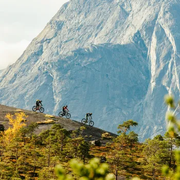 Tre terrengsyklister sykler langs Reinesfjellet i Skjomen en rygg med spredte trær, med en stor, bratt fjellvegg i bakgrunnen.