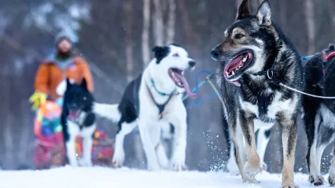 Hundekjøring i Narvikregionen